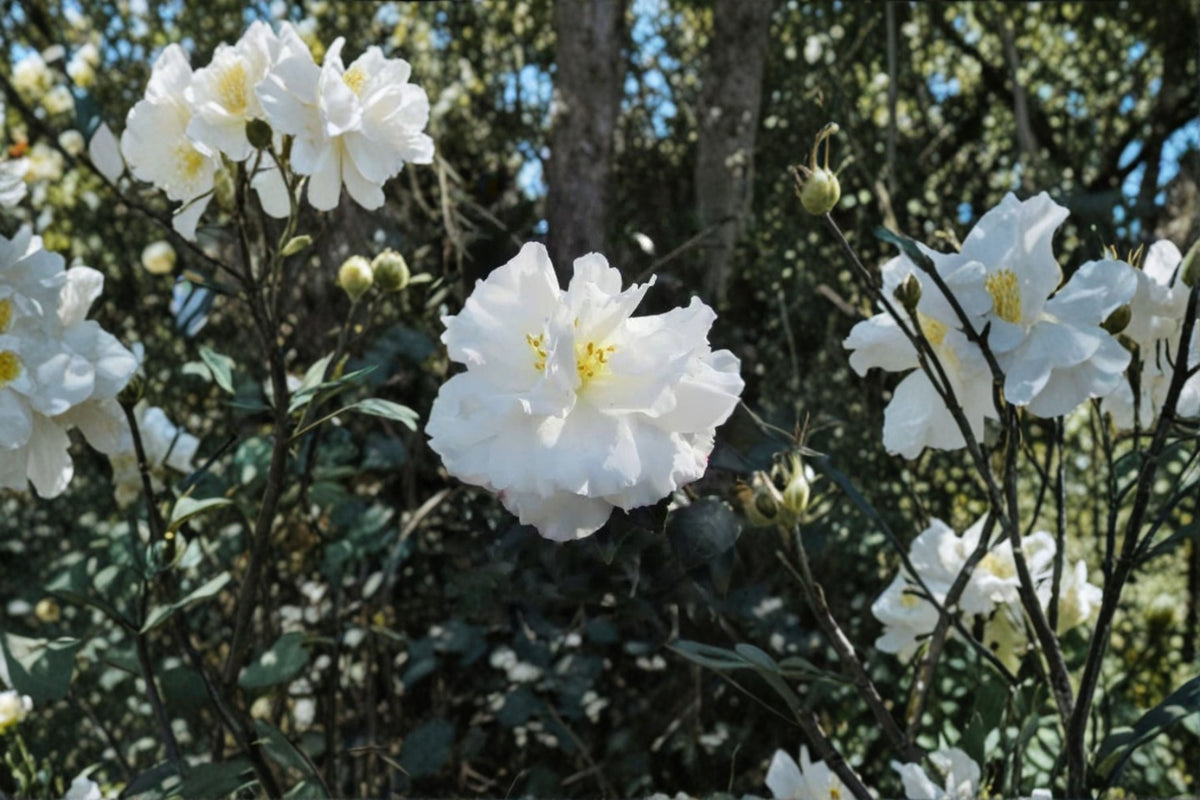 Camellia japonica 'Chisato-No-Aki' Live Plant - Starter Evergreen Shrub, Shade to Partial Sun, Zones 7-10