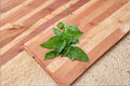 Italian Basil Live Cutting - Fresh Culinary Basil Herb Plant for Container Garden