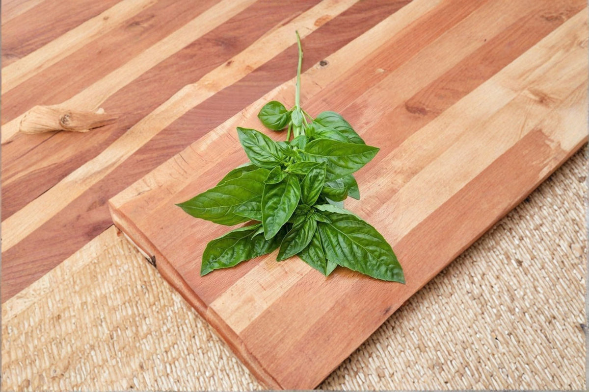 Italian Basil Live Cutting - Fresh Culinary Basil Herb Plant for Container Garden