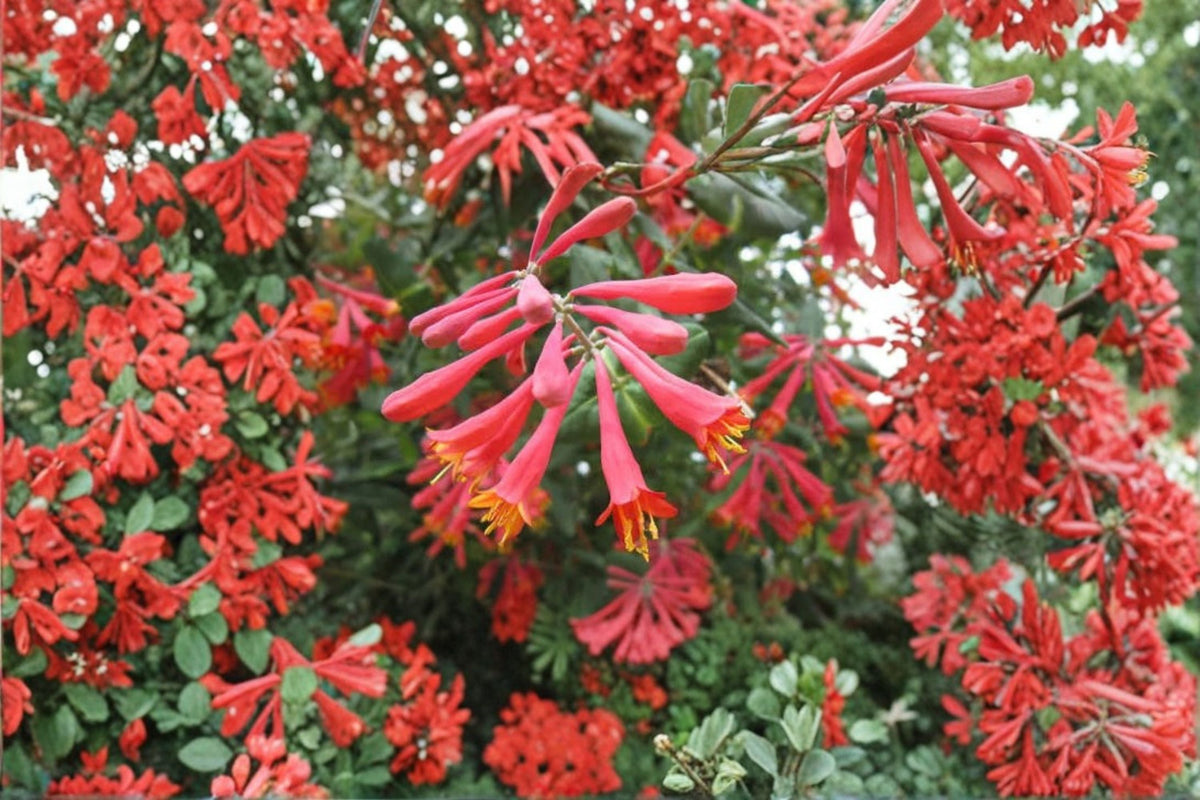 Lonicera sempervirens 'Honey Coral' Live Plant - Native Coral Honeysuckle Starter Plant
