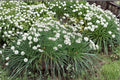 Garlic Chives Live Plant - 4 Inch Potted, Fully Rooted Culinary Herb