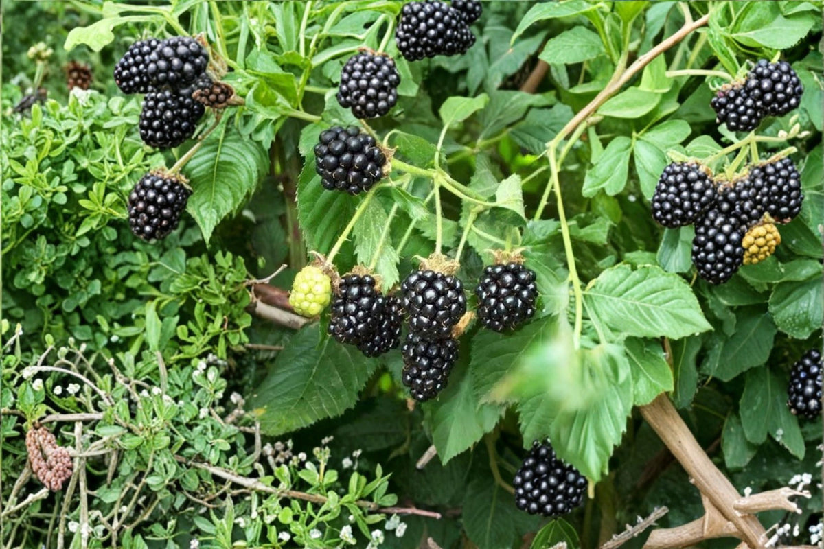 Sawtooth Blackberry Live Plants - Rooted Blackberry Starters