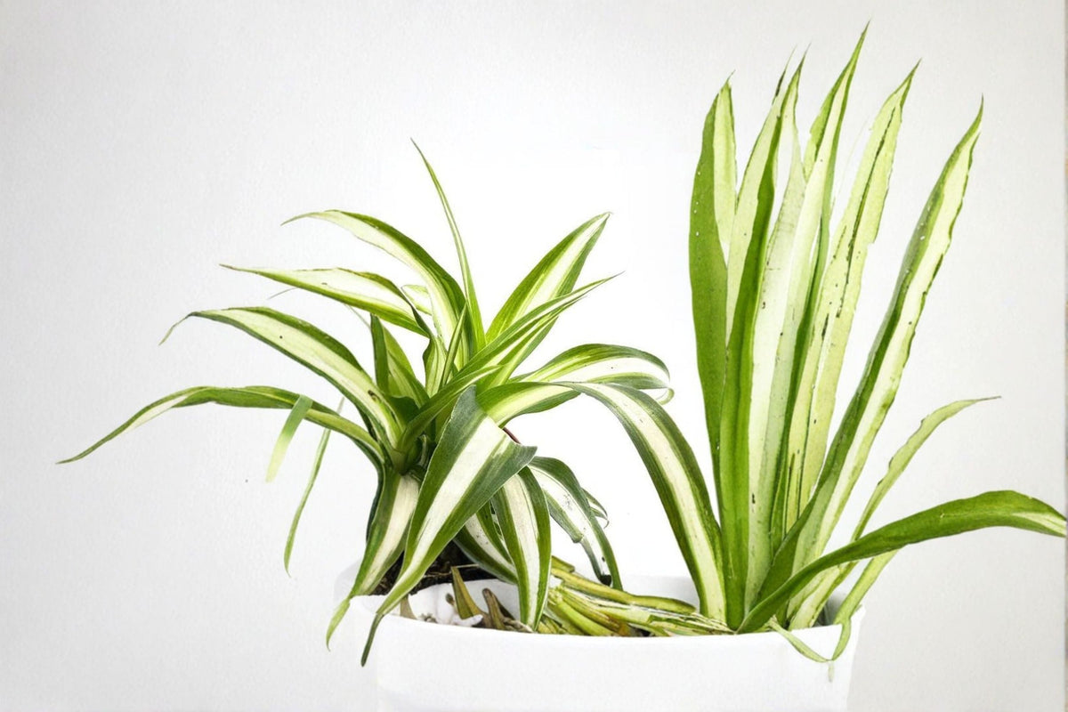 5 Variegated Spider Plant Pups — Chlorophytum comosum Live Cuttings