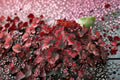 Begonia Red Robin Live Plant - Red Foliage, 4-Inch Starter Plant, Shade-Loving