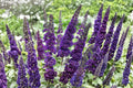 Black Knight Butterfly Bush Live Plant – Buddleja davidii | Fragrant Purple Flowers
