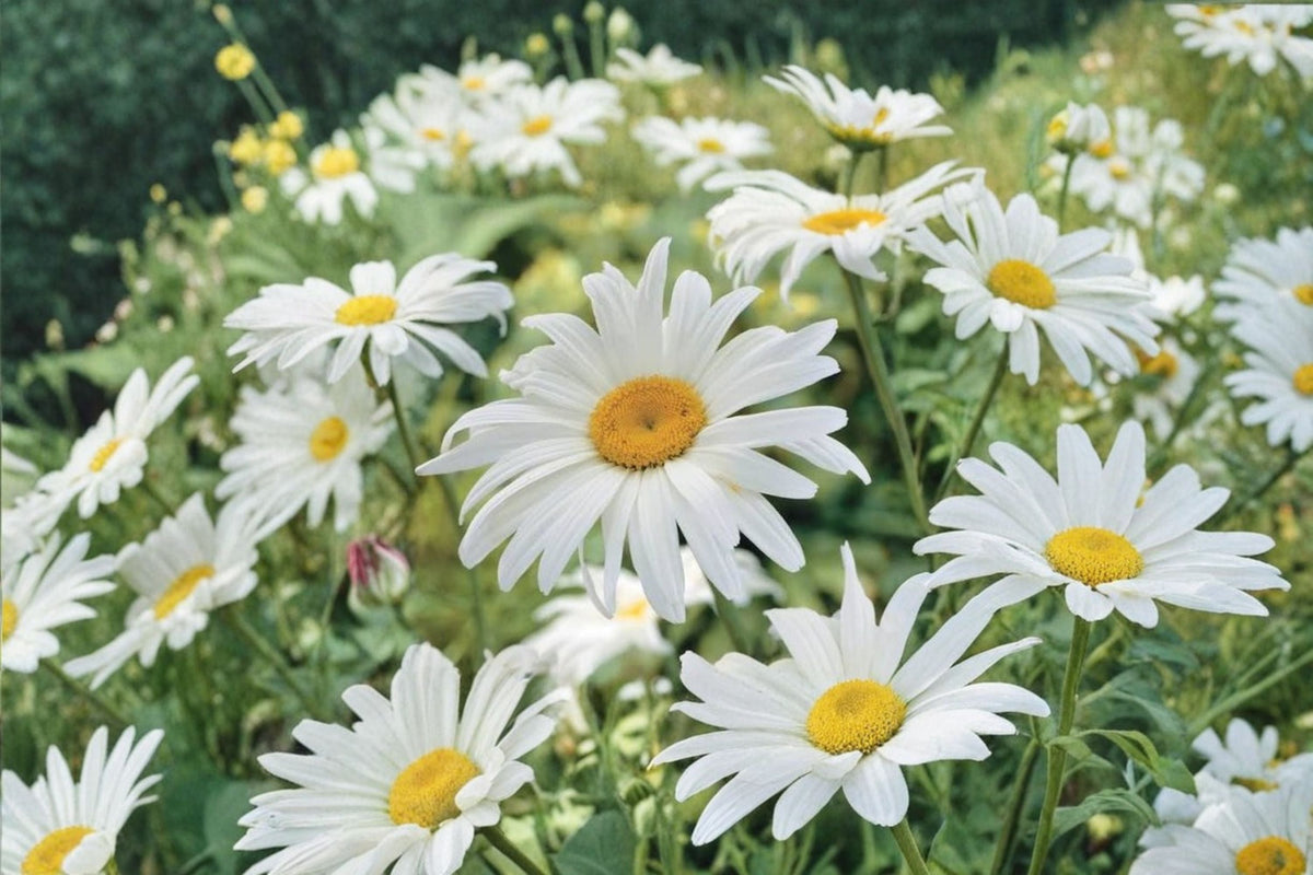 Shasta Daisy Live Plants - Leucanthemum Perennial Bare Root (3-Year-Old) - White Daisy Flowers