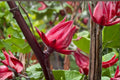 Hibiscus Sabdariffa Live Plant - Red Roselle Bush (Jamaican Sorrel) in 4-Inch Pot