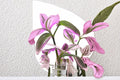 Tradescantia Nanouk Live Cuttings (Pink Wandering Jew) 4-8 in - Pink Variegated, Propagation Cuttings