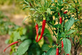 Cayenne Hot Pepper Live Plant - Capsicum annuum 'Cayenne' (2 Plants per Pot)