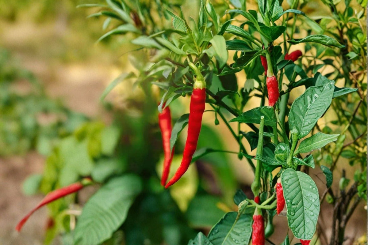 Cayenne Hot Pepper Live Plant - Capsicum annuum 'Cayenne' (2 Plants per Pot)