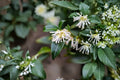 Sarcococca ruscifolia Fragrant Sweetbox Live Plant - Evergreen Shade Shrub, White Winter Flowers, 3-6 inch (Zones 7+)