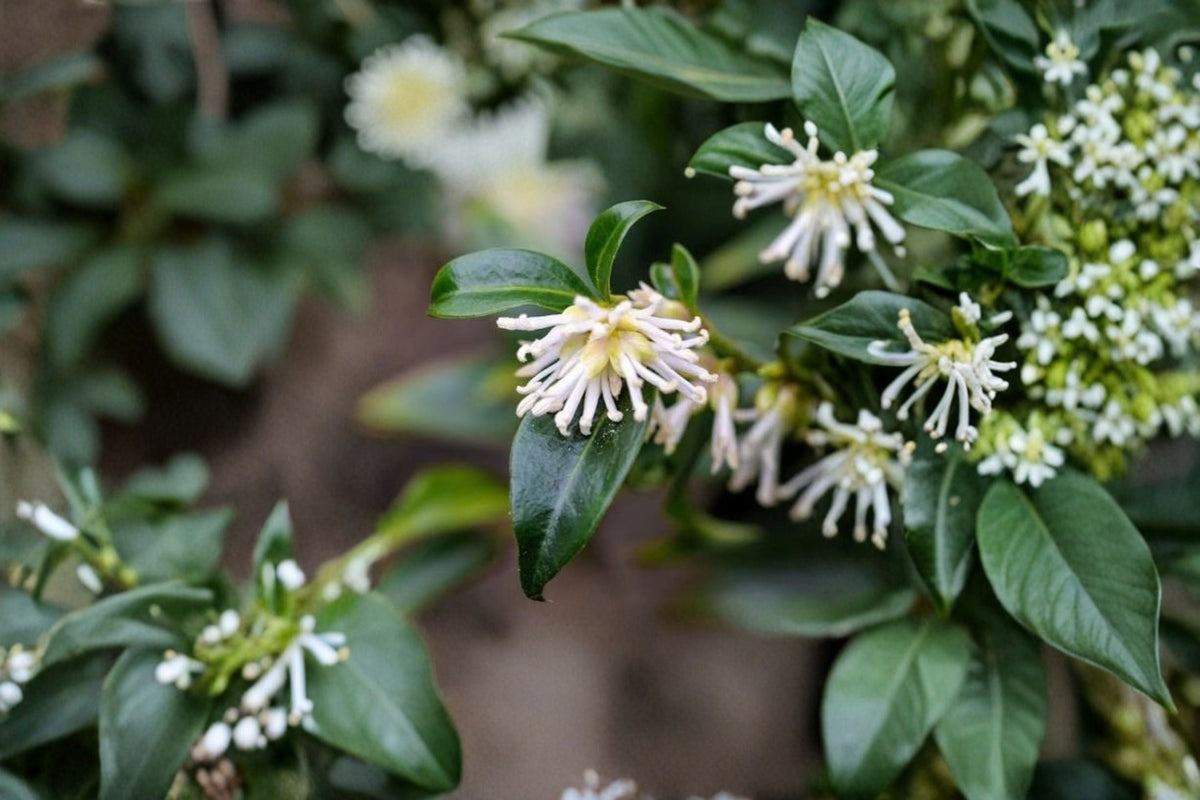 Sarcococca ruscifolia Fragrant Sweetbox Live Plant - Evergreen Shade Shrub, White Winter Flowers, 3-6 inch (Zones 7+)
