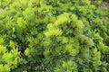 Eastern White Pine Live Tree (Pinus strobus) - 6-12 inch Starter Tree
