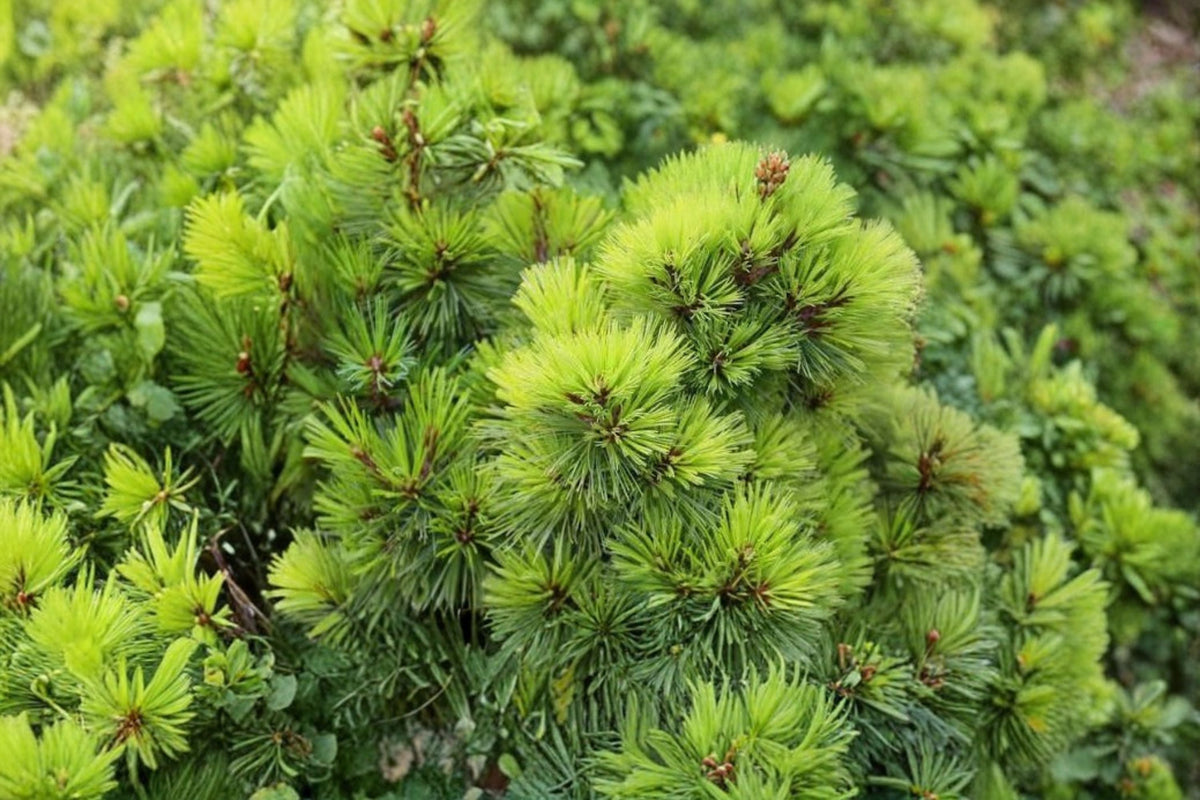 Eastern White Pine Live Tree (Pinus strobus) - 6-12 inch Starter Tree