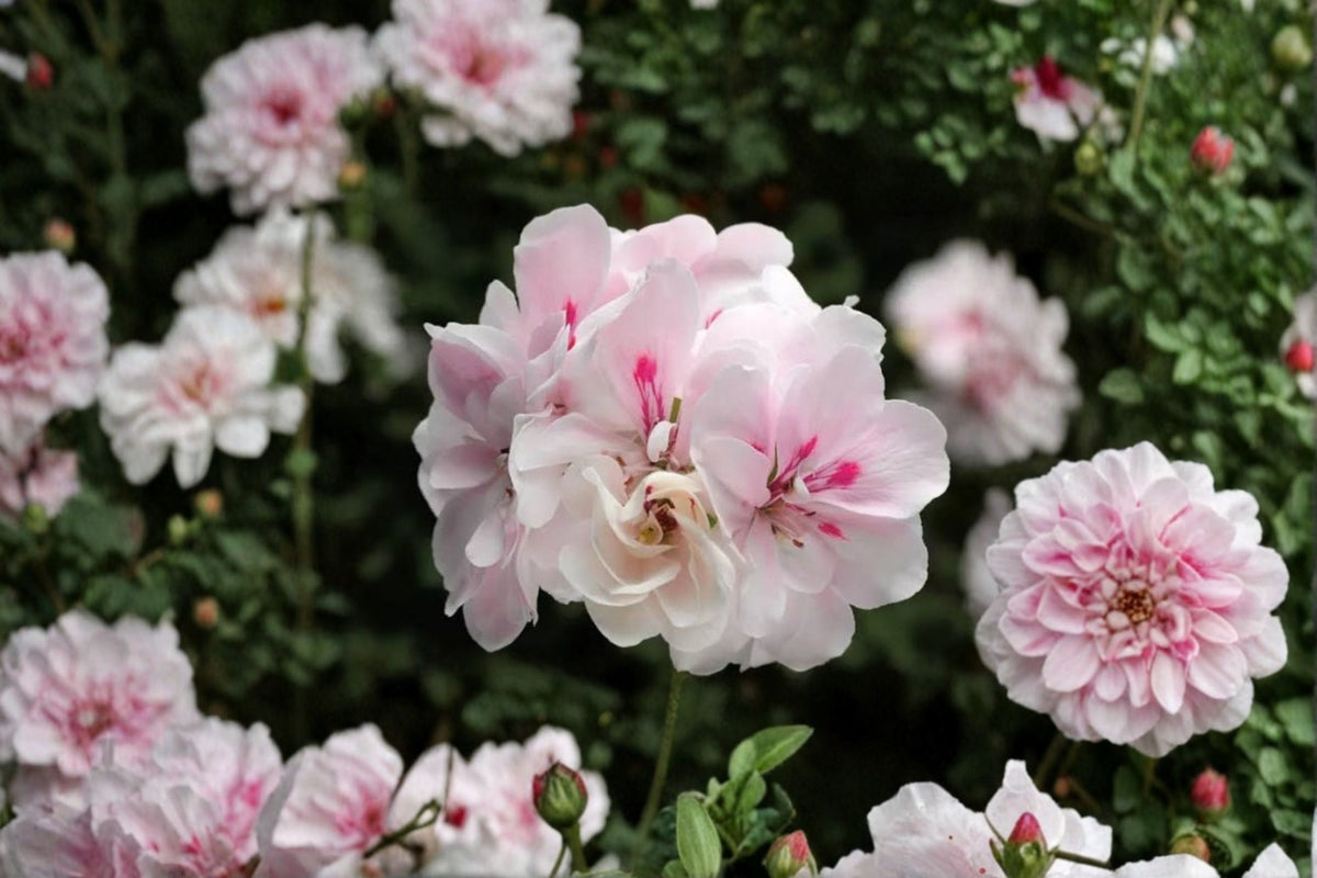 2 White Pink Ivy Geranium Cuttings - Pelargonium peltatum, Trailing Ivy Geranium, 6-Inch Live Cuttings