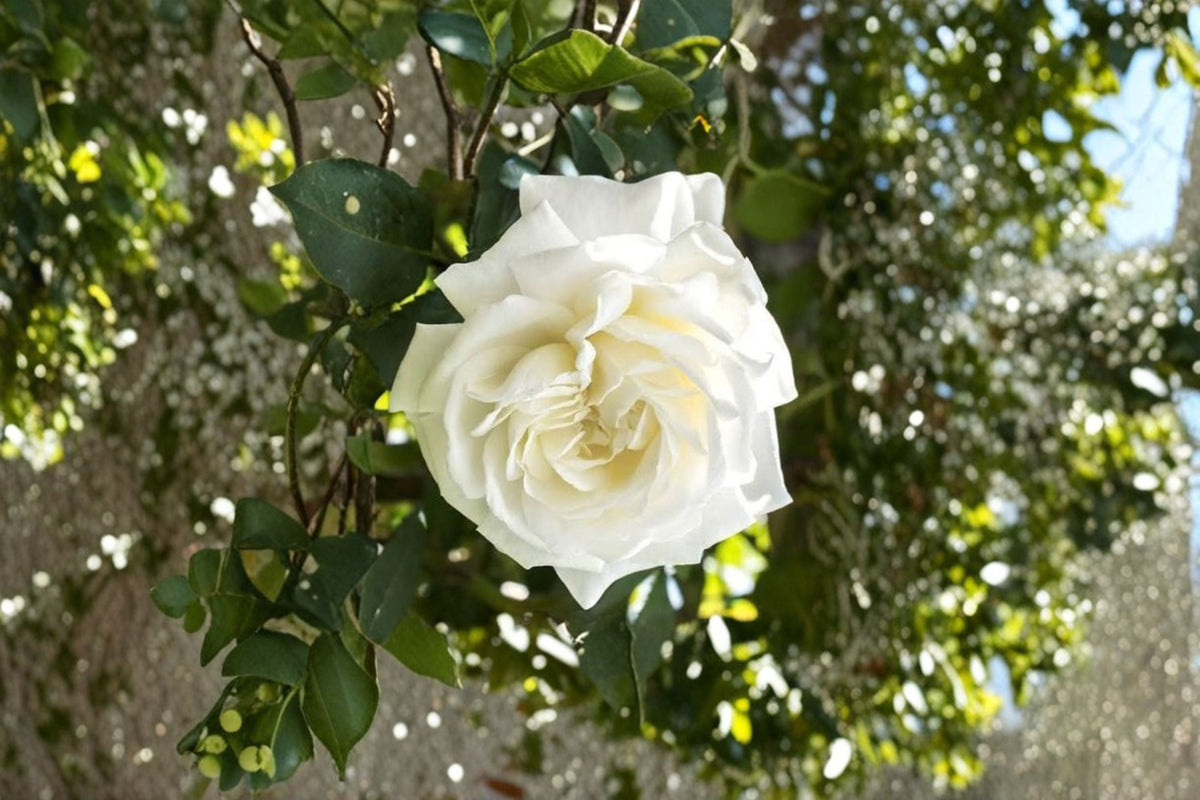 Cloud 10 Climbing Rose Cuttings - Fresh Unrooted 5-7 Inch Live Plant Cuttings, Fragrant Climbing Rose