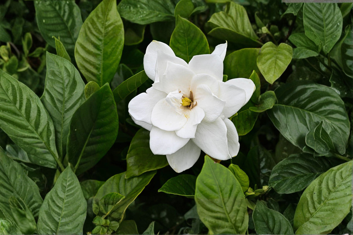 2 August Beauty Gardenia Live Plants - Fragrant Gardenia Starter (Bare Root, 4-8 in) Zones 8-11