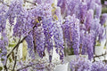 Purple Chinese Wisteria Live Plant - Wisteria sinensis, 10-15 inch Starter Vine, Quart Pot