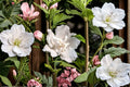 White Rose of Sharon Live Plant - Rooted Hibiscus Shrub, Solid White Flowers, 12+ Inch Starter Plant (Zones 5-8)