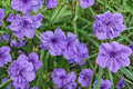 Ruellia Purple Showers Live Plants - 2 Pack Starter Plugs