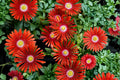 Red Ice Plant Live Starter – 1 Clump per Pot