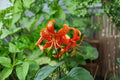 Tiger Lily Live Plants - 2 Lilium lancifolium Orange Tiger Lily (4 inch Pot) - Perennial Garden Lily