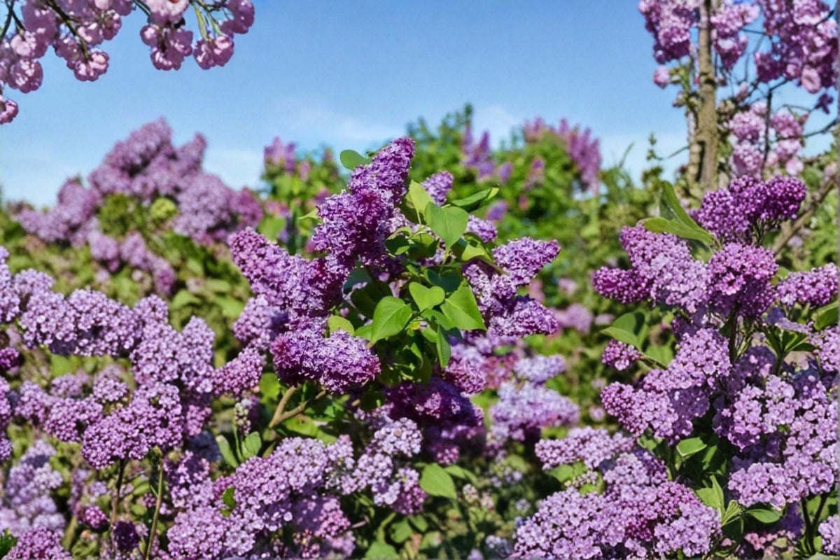 Common Lilac Live Plant - Double Blue Lilac Bush, Syringa vulgaris, 4-Inch Pots, Zones 3-7