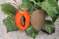 Grafted Mamey Sapote Tree - Live Tropical Edible Fruit Tree (2 ft)