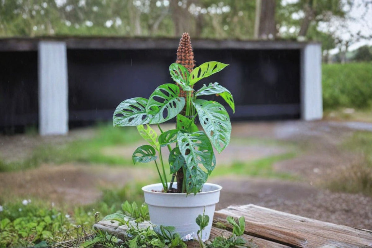 Monstera Adansonii Cuttings – Swiss Cheese Plant, Live Monstera Cuttings