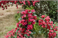Weigela Bristol Ruby Cuttings - 7 Fresh 6-10 inch Red-Flowering Shrubs for Propagation