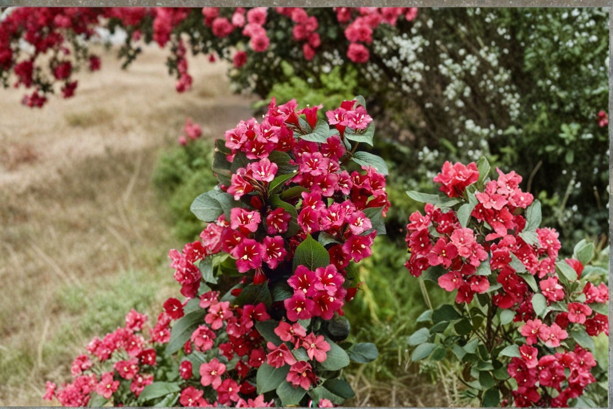 Weigela Bristol Ruby Cuttings - 7 Fresh 6-10 inch Red-Flowering Shrubs for Propagation