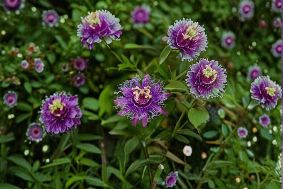 Passion Flower Vine - Incense Violet Purple Blue Passiflora Live Plant, 8-12" Tall