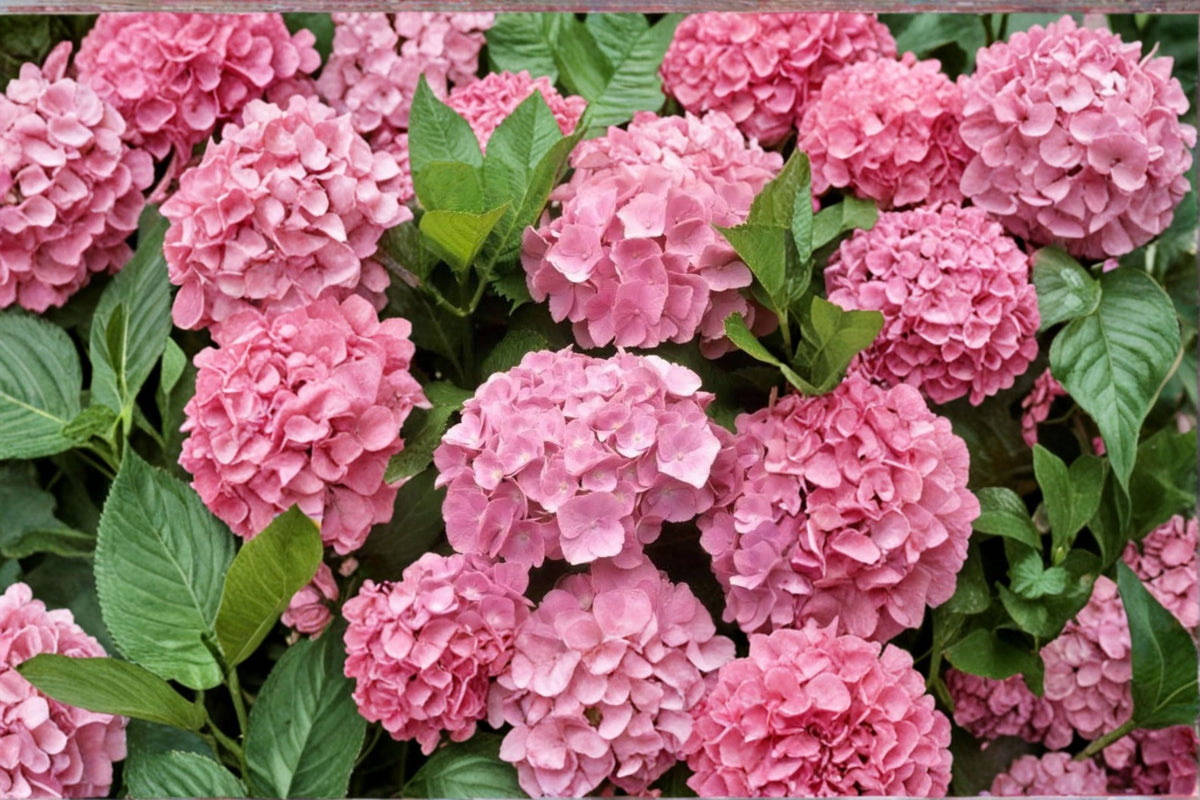 Pink Hydrangea Live Plant - Dwarf Hydrangea Shrub, 6-12 Inch, 1 Quart Pot, Flowering Garden Shrub (Zones 5-9)