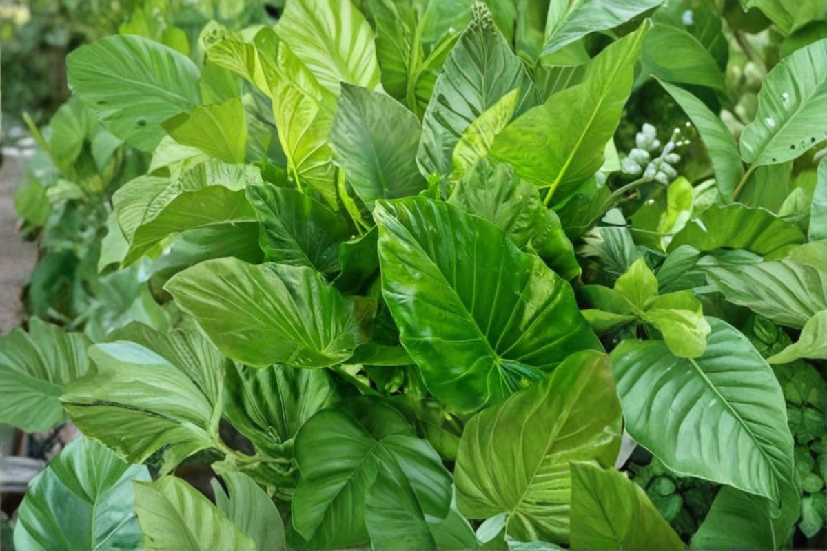 Alocasia macrorrhiza Elephant Ear Live Plant | Large Leaf Tropical Houseplant