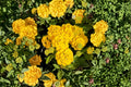 Gold Lantana Live Plant - Yellow Flowering Lantana, 1 Gallon, Potted, Trailing Groundcover, Full Sun