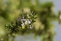Rosemary Cuttings to Root - 5 Live Salvia rosmarinus Herb Propagation Cuttings (Zones 7-10)