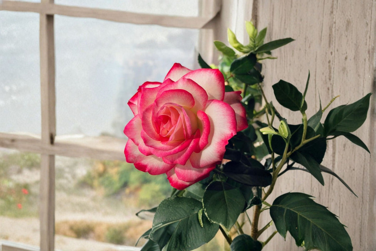 Cherry Parfait Shrub Rose Live Plant – Jubilé du Prince de Monaco Rose
