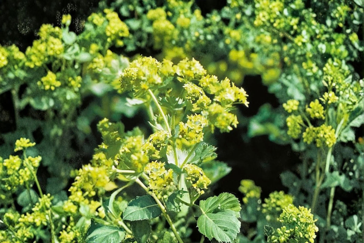 Alchemilla Thriller Live Plant - Well-Rooted Plug, 2-4 inch Starter Plant | Lady's Mantle Perennial