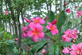 Pink Plumeria Live Cutting - 10 Inch Fresh Starter Cutting, Double Head Frangipani
