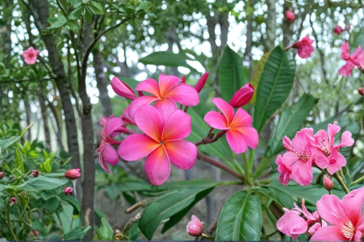 Pink Plumeria Live Cutting - 10 Inch Fresh Starter Cutting, Double Head Frangipani