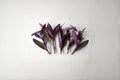 Purple Heart Plant (Tradescantia pallida) - 5 Rooted Cuttings - Purple Wandering Jew Live Plants