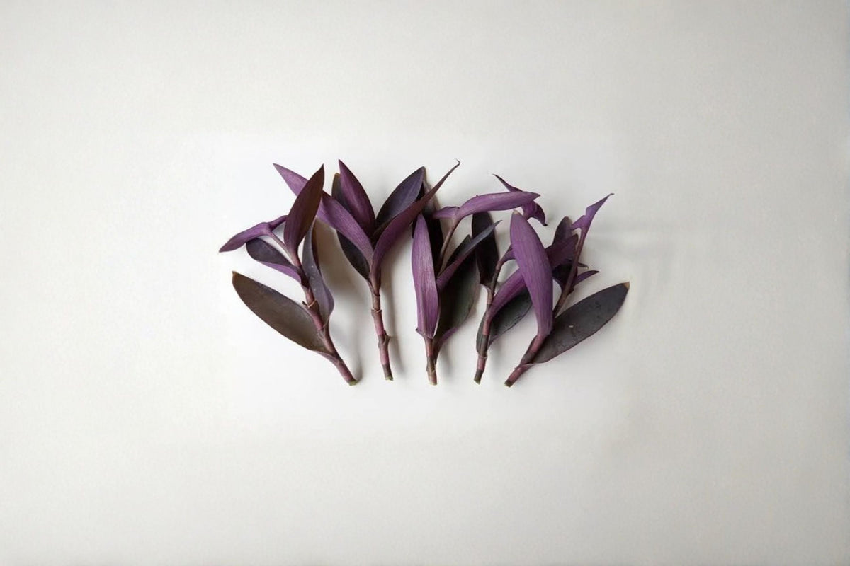 Purple Heart Plant (Tradescantia pallida) - 5 Rooted Cuttings - Purple Wandering Jew Live Plants