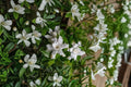 Southern Heirloom Gardenia Cuttings - 8 Fresh Unrooted Gardenia Cuttings for Propagation