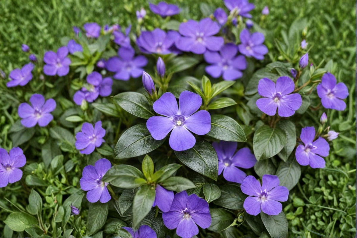 Vinca Minor Live Plant – Periwinkle Evergreen Groundcover (4" Pot) Violet Blue Flowers, Hardy Zones 4-9