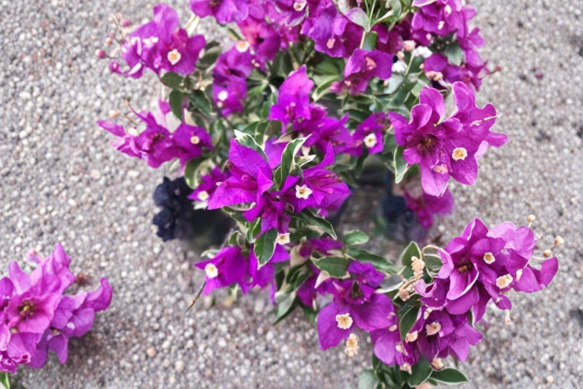 Blueberry Ice Bougainvillea Live Plant - Rooted Starter Plant (4-6 inch) - Flowering Vine