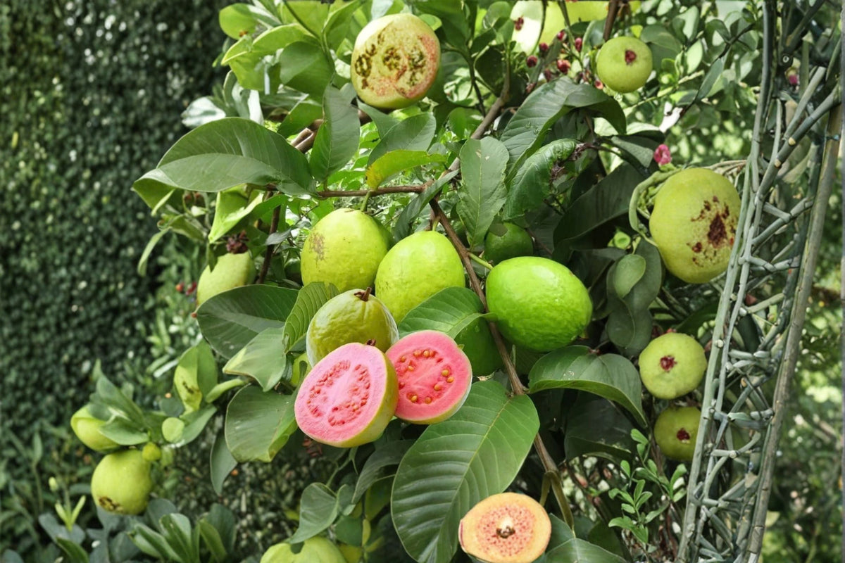 Pink Guava Tree Live Plant (Psidium guajava) - 7-8 Inch Starter Tree