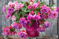 Blue Eye Fuchsia Live Plant - Fuchsia Hybrid 3-6 in in 5-in Pot
