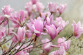 Magnolia x 'Jane' Live Plant – 6-12 in, 2.5 in Pot, Pink-Purple Flowers, Zones 4-7