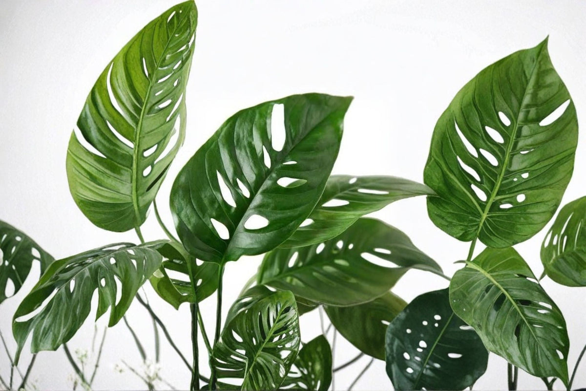 Monstera Adansonii Cuttings - Swiss Cheese Plant | Live Aroid Propagation