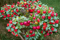 Barbados Cherry Tree 1 Live Starter Plant – Malpighia emarginata